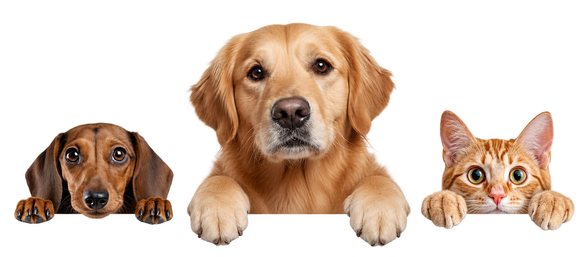 A dachshund, golden retriever, and orange tabby with their paws over the edge